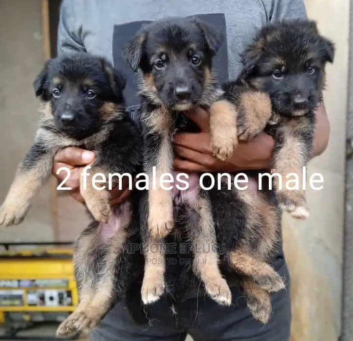 3-6 months Male Purebred German Shepherd