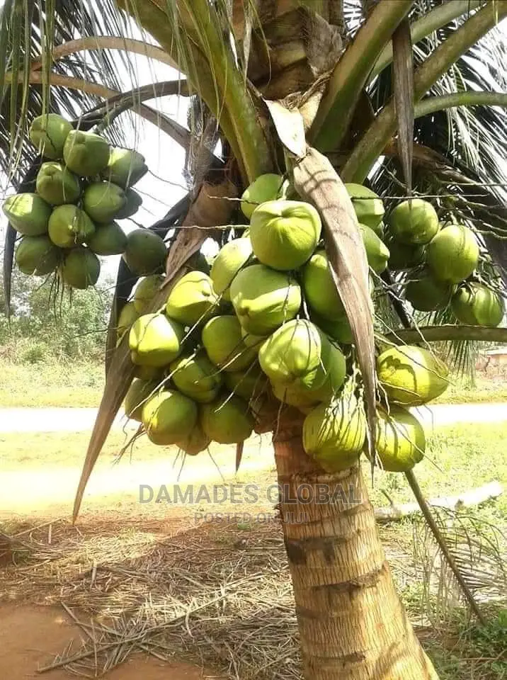 Hybrid Coconut Seedling and Seed