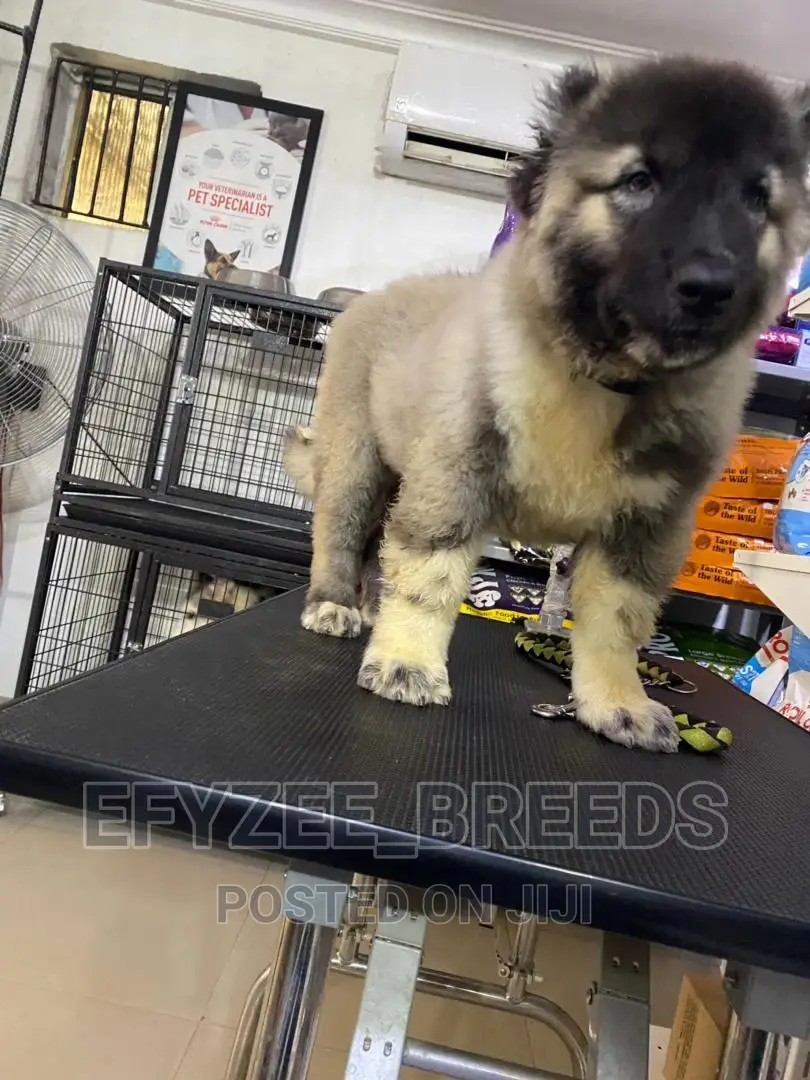 1-3 months Male Purebred Caucasian Shepherd