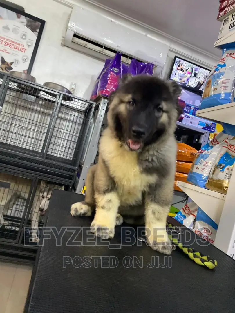 1-3 months Male Purebred Caucasian Shepherd
