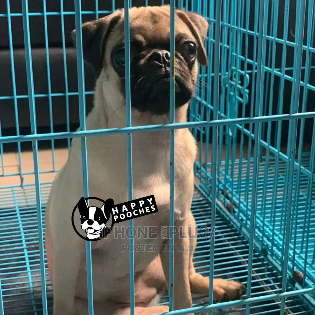 1+ Year Female Purebred Pug