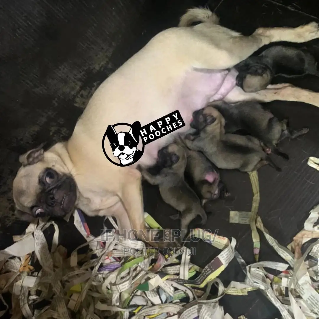 1+ Year Female Purebred Pug