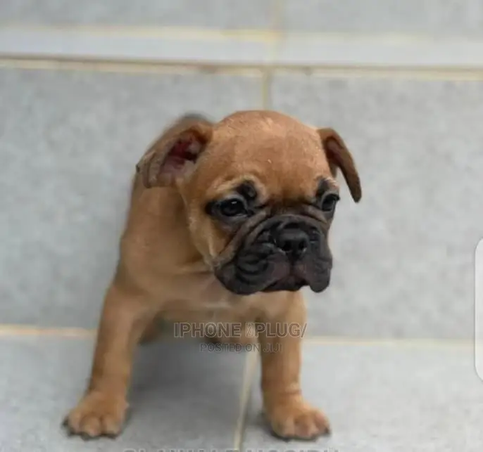 1+ Year Female Purebred French Bulldog