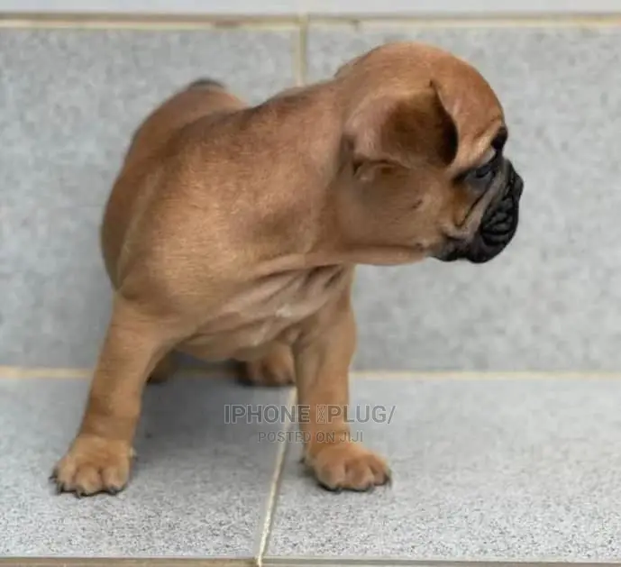 1+ Year Female Purebred French Bulldog