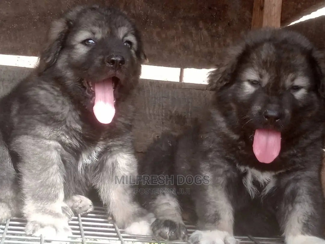 1-3 months Female Purebred Caucasian Shepherd