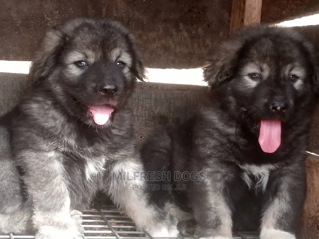 1-3 months Female Purebred Caucasian Shepherd