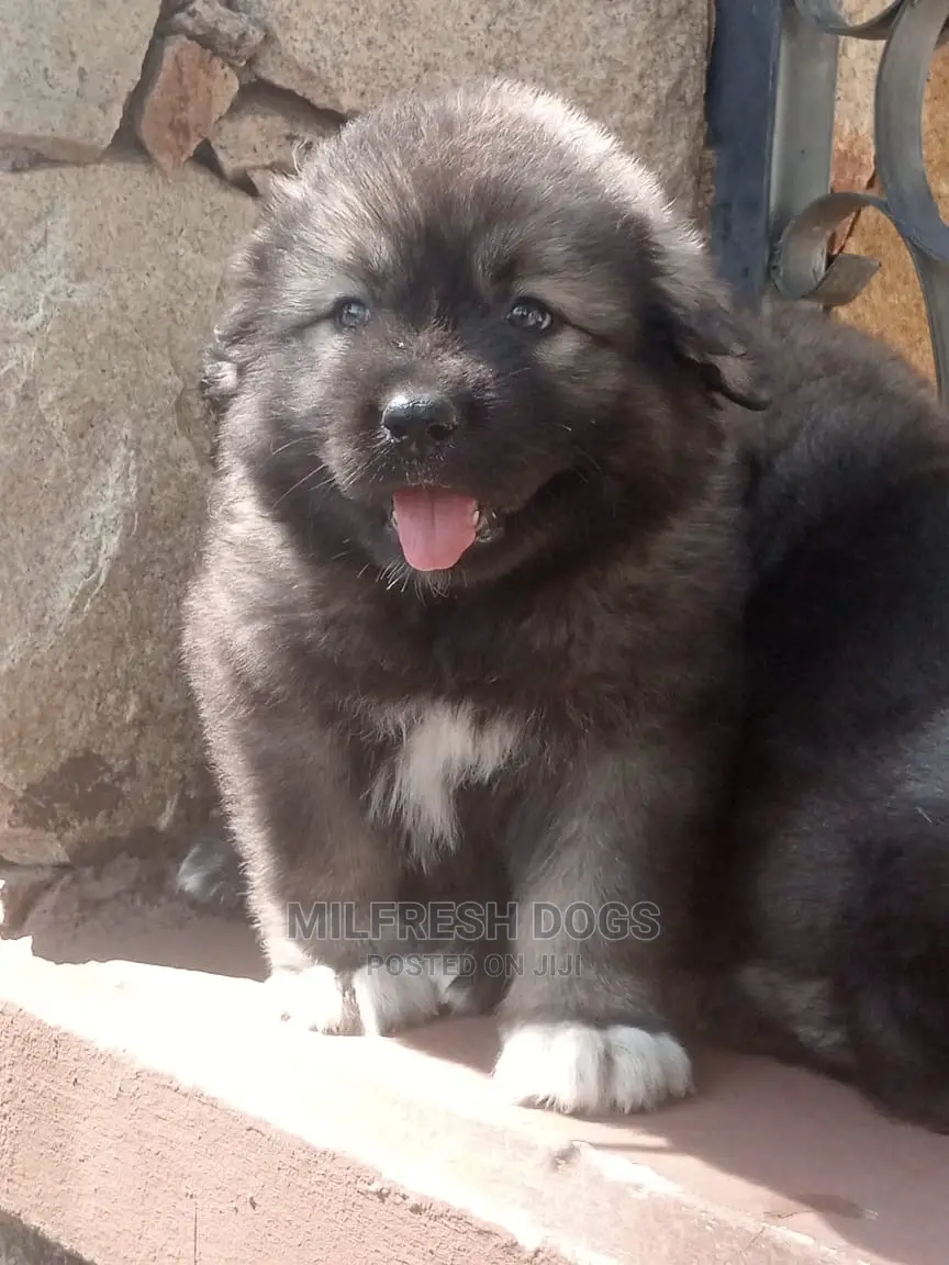 1-3 months Female Purebred Caucasian Shepherd