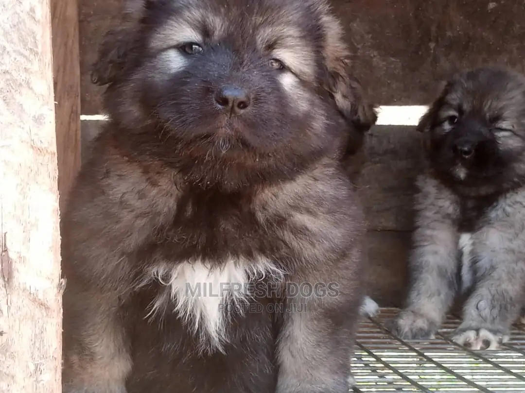 1-3 months Female Purebred Caucasian Shepherd