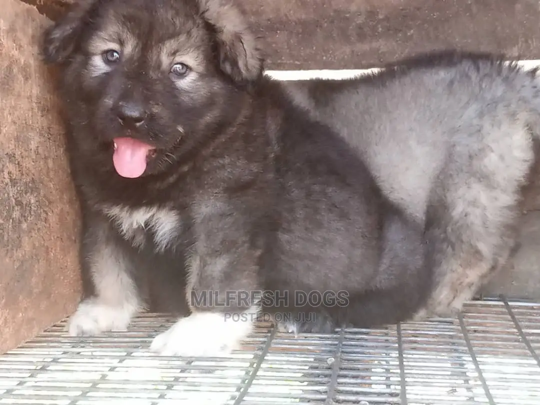 1-3 months Female Purebred Caucasian Shepherd