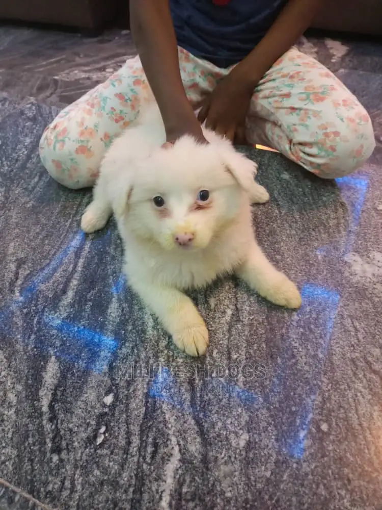 1-3 months Male Purebred American Eskimo