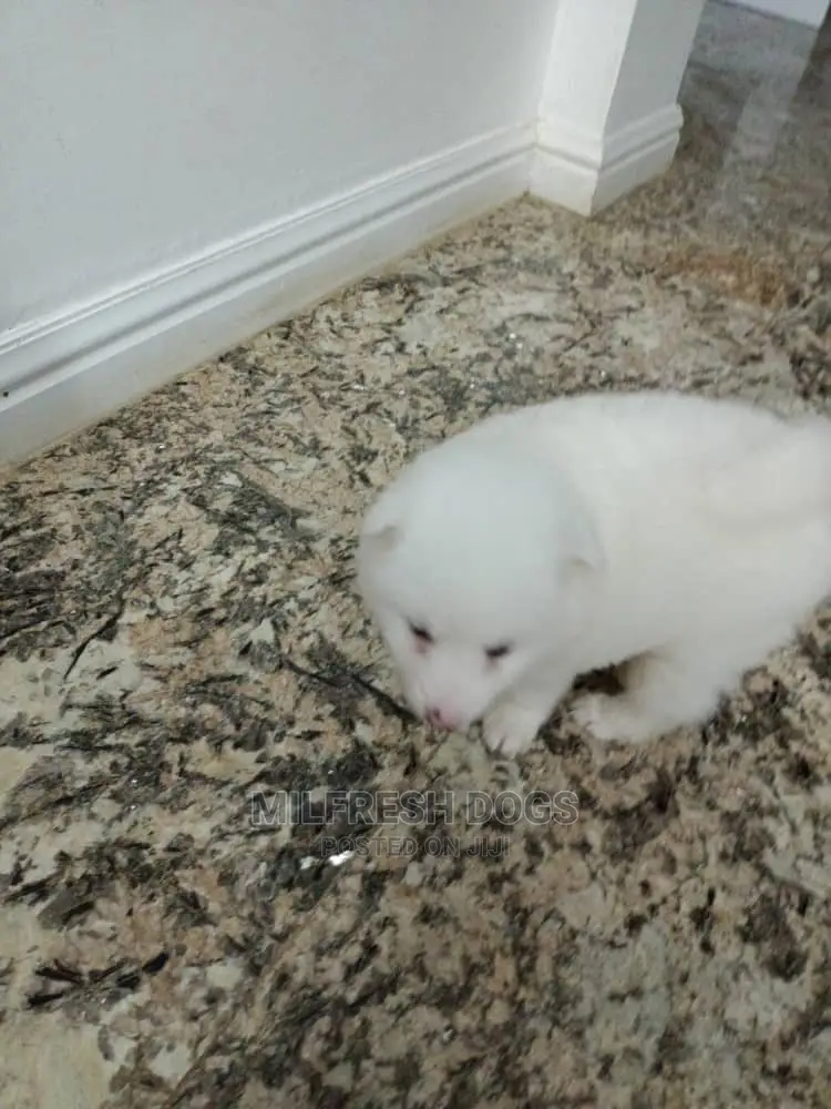 1-3 months Male Purebred American Eskimo