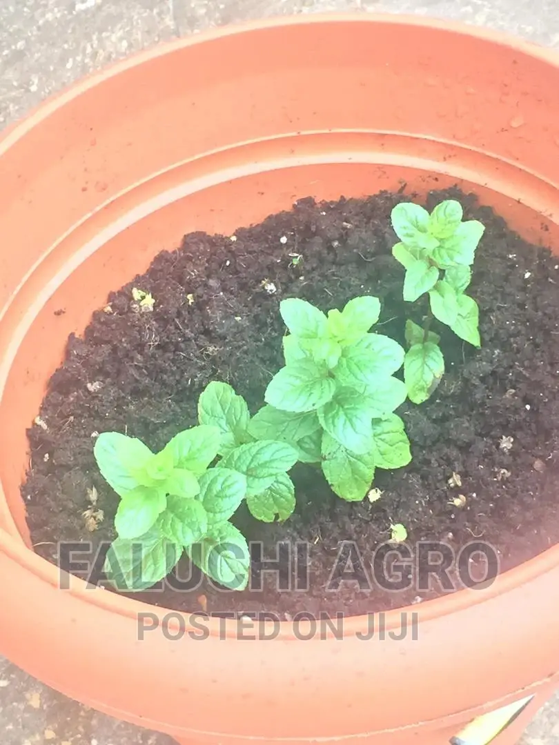 Spearmint Seedlings