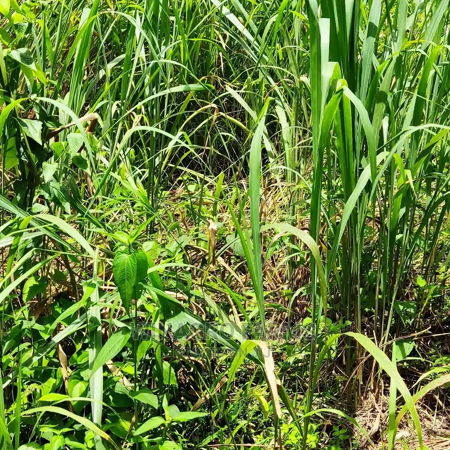 Fresh Farm Land