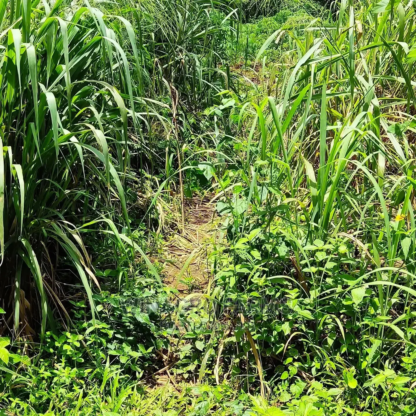 Fresh Farm Land