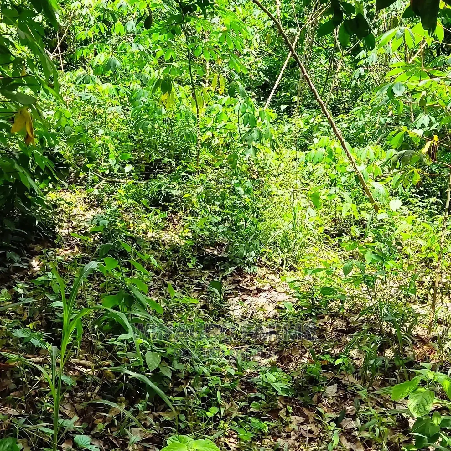 Fresh Farm Land
