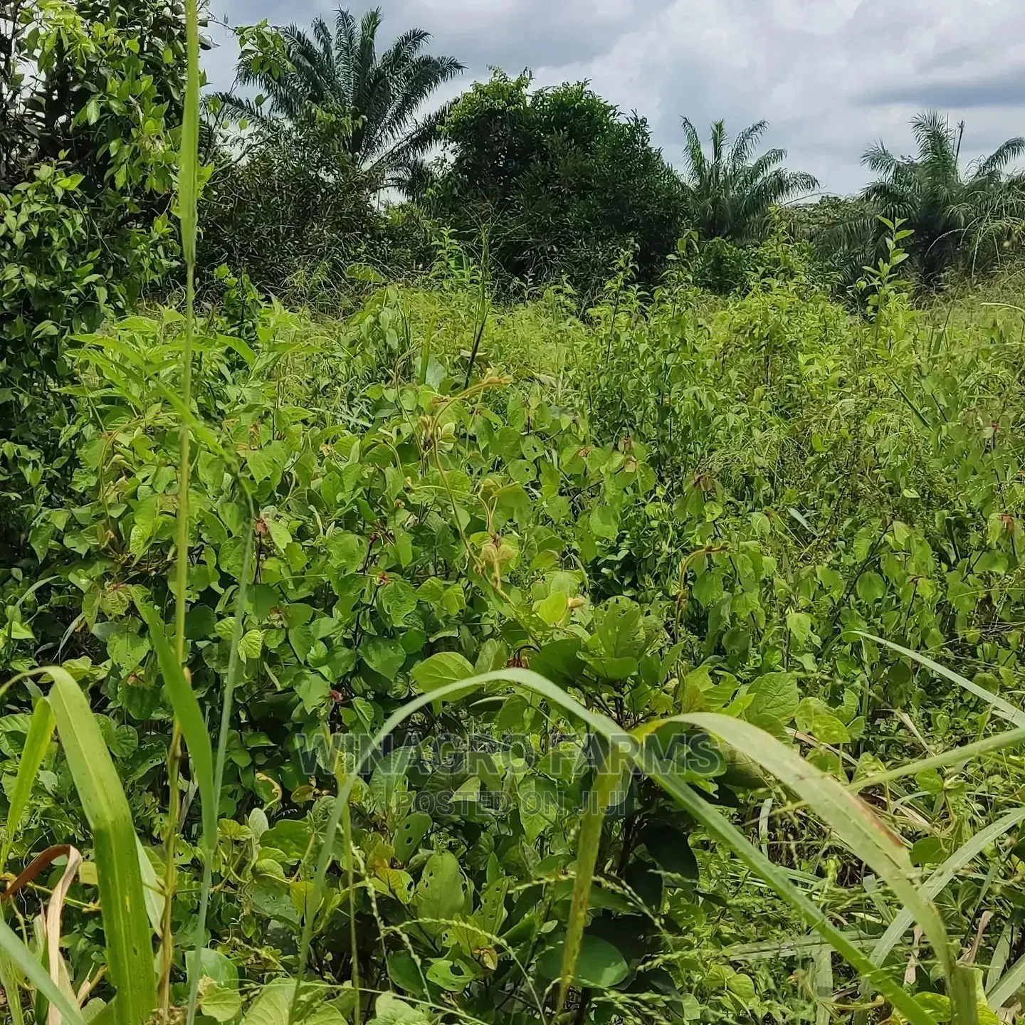 For Sale;Acres of Farm Land in Abeokuta North