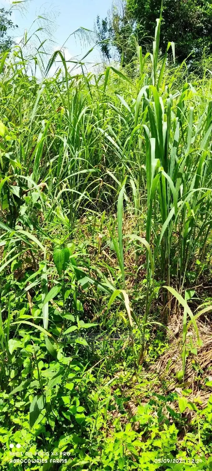Affordable Acres of Land for Farming for Sale in Ogun
