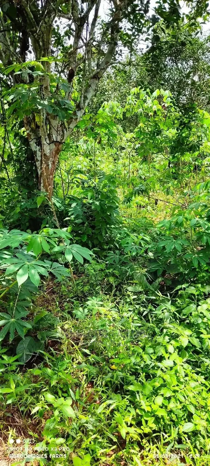 Affordable Acres of Land for Farming for Sale in Ogun