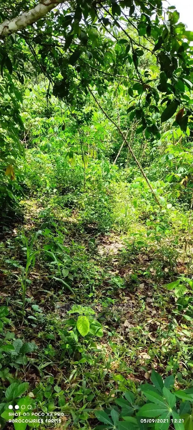 Affordable Acres of Land for Farming for Sale in Ogun
