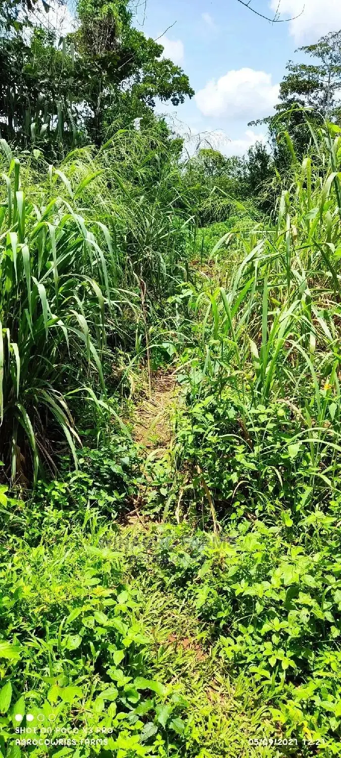 Cheapest Farm Land Dey Ogun State