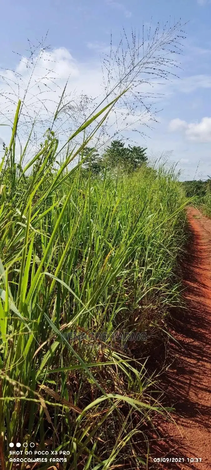 Cheapest Farm Land Dey Ogun State