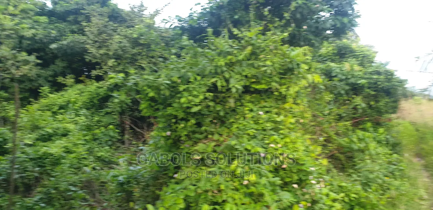 Bush Clearing Any Where Any Season Swamp and Dryland