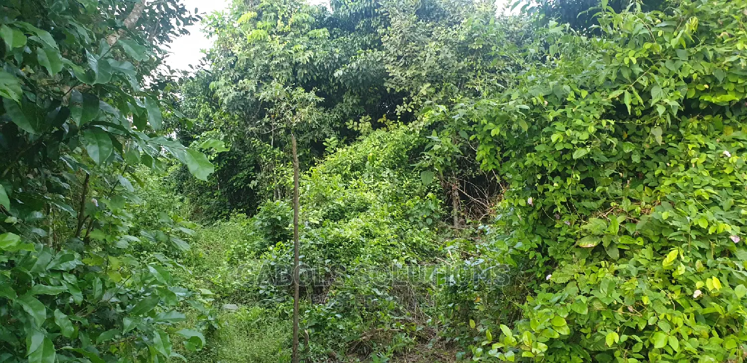 Bush Clearing Any Where Any Season Swamp and Dryland