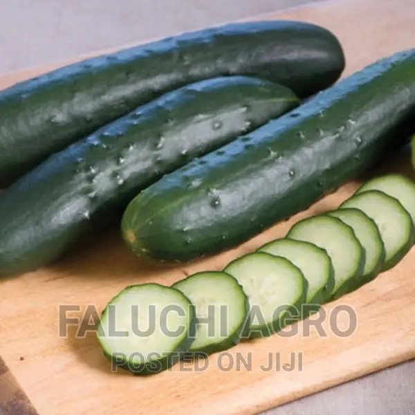 Cucumber Corinto F1 Slicer Seeds (Enza Zaden | 1,000 Seeds)
