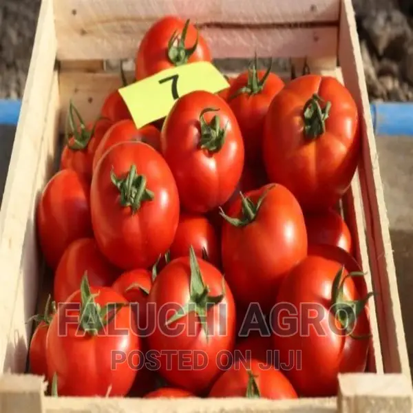 Beef Tomato Elpida F1 Seeds (1,000 Seeds)