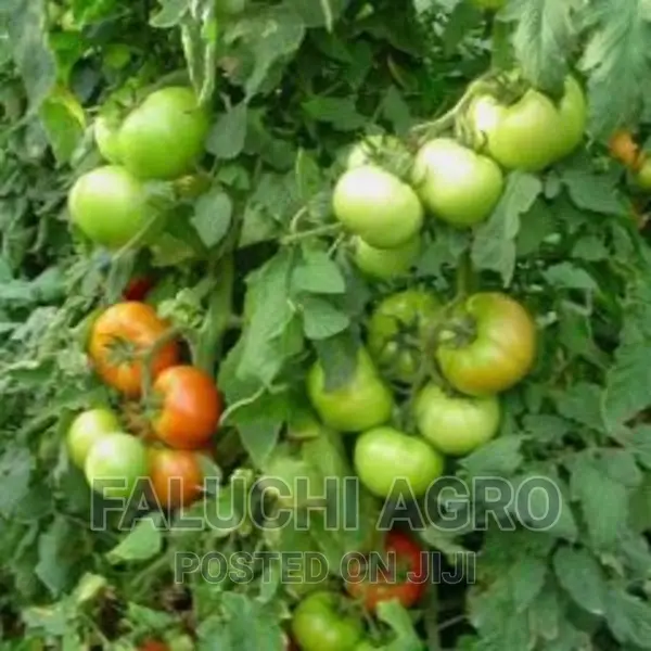 Beef Tomato Elpida F1 Seeds (1,000 Seeds)