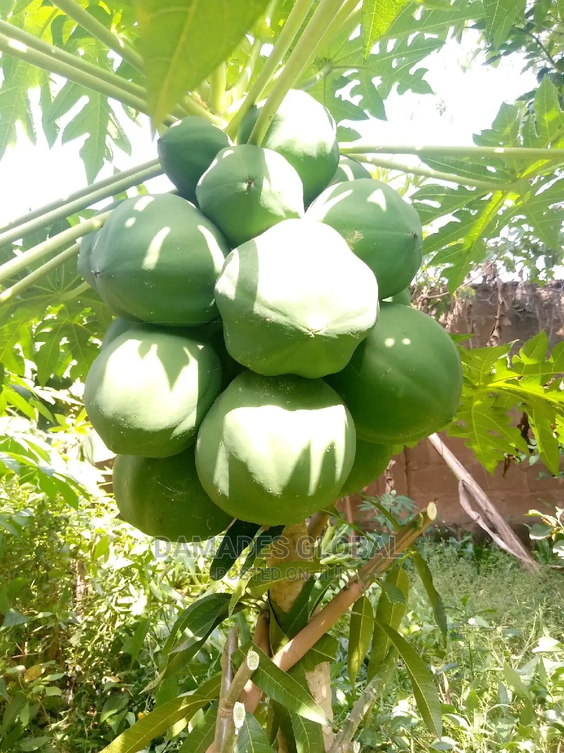 Dwarf Pawpaw Seedling and Seed
