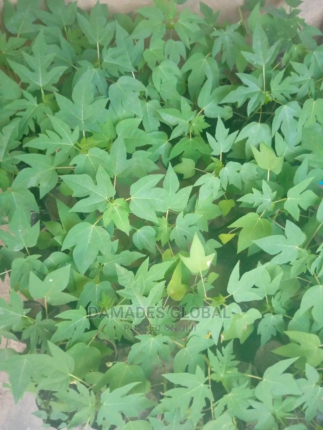 Dwarf Pawpaw Seedling and Seed