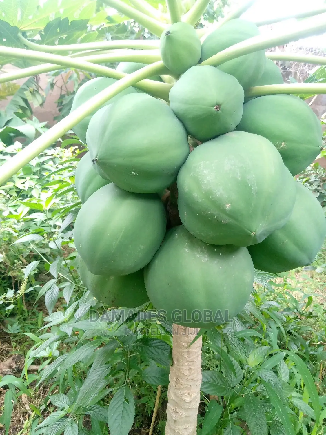 Dwarf Pawpaw Seedling and Seed