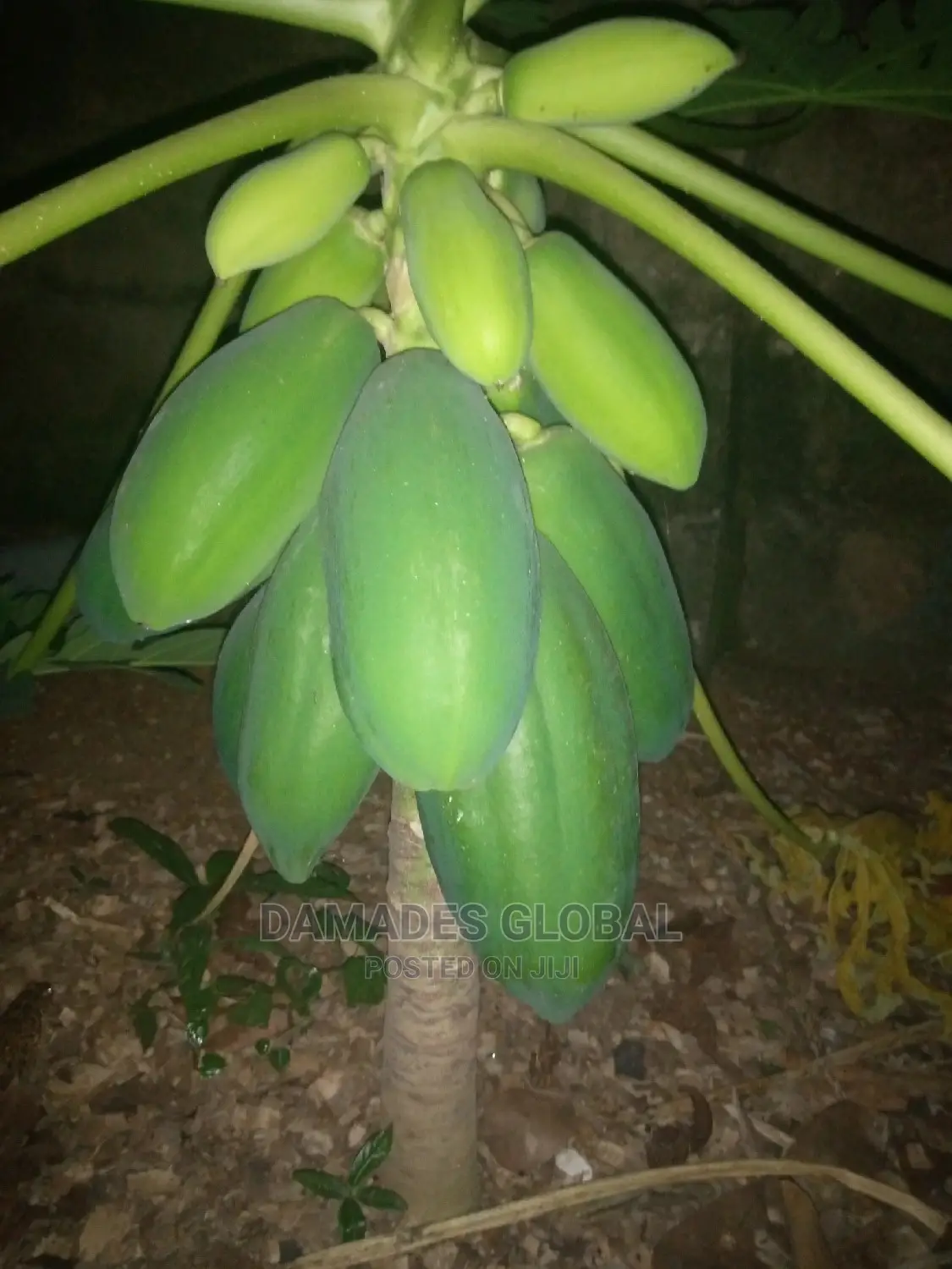Dwarf Pawpaw Seedling and Seed