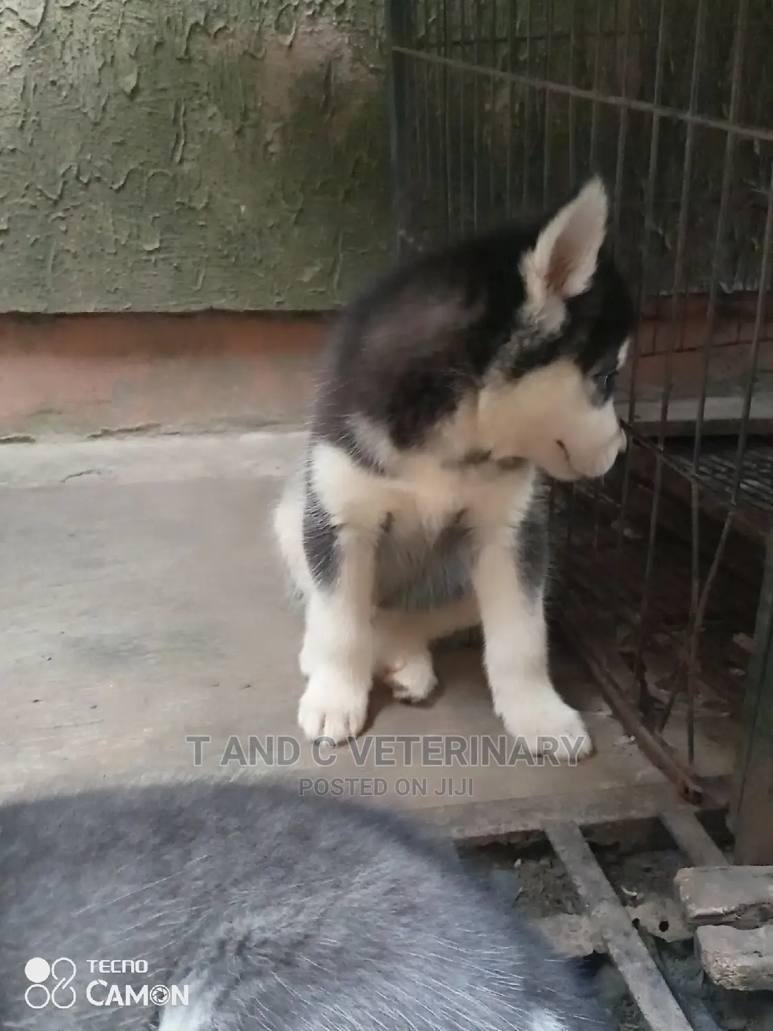 1-3 months Female Purebred Siberian Husky