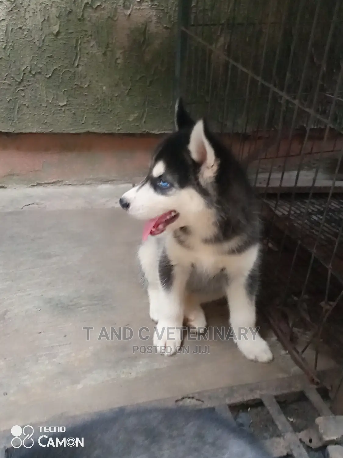 1-3 months Female Purebred Siberian Husky