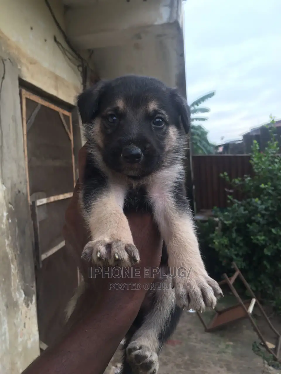 3-6 months Female Purebred German Shepherd