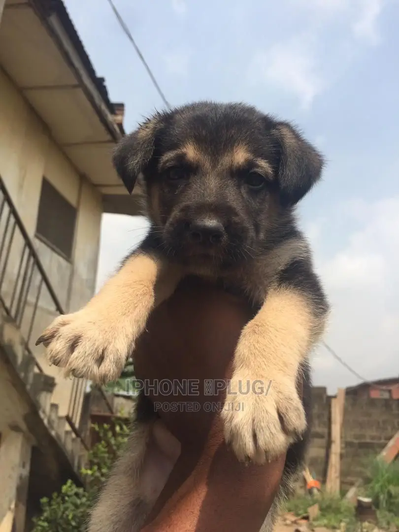 3-6 months Female Purebred German Shepherd