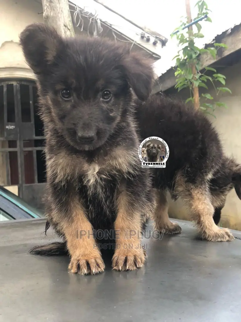 3-6 months Female Purebred German Shepherd