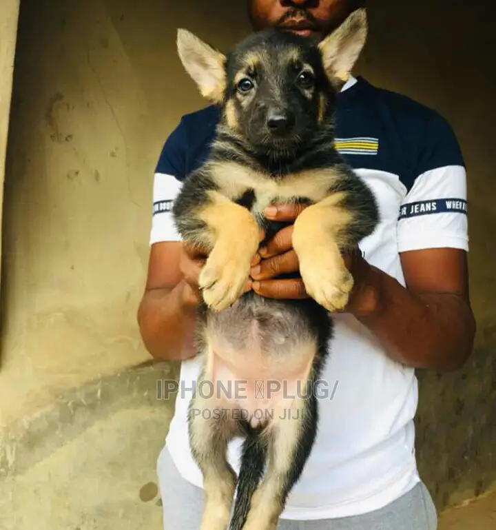 1-3 months Female Purebred German Shepherd