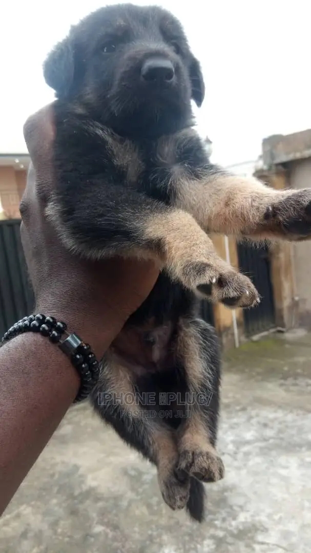 1-3 months Female Purebred German Shepherd