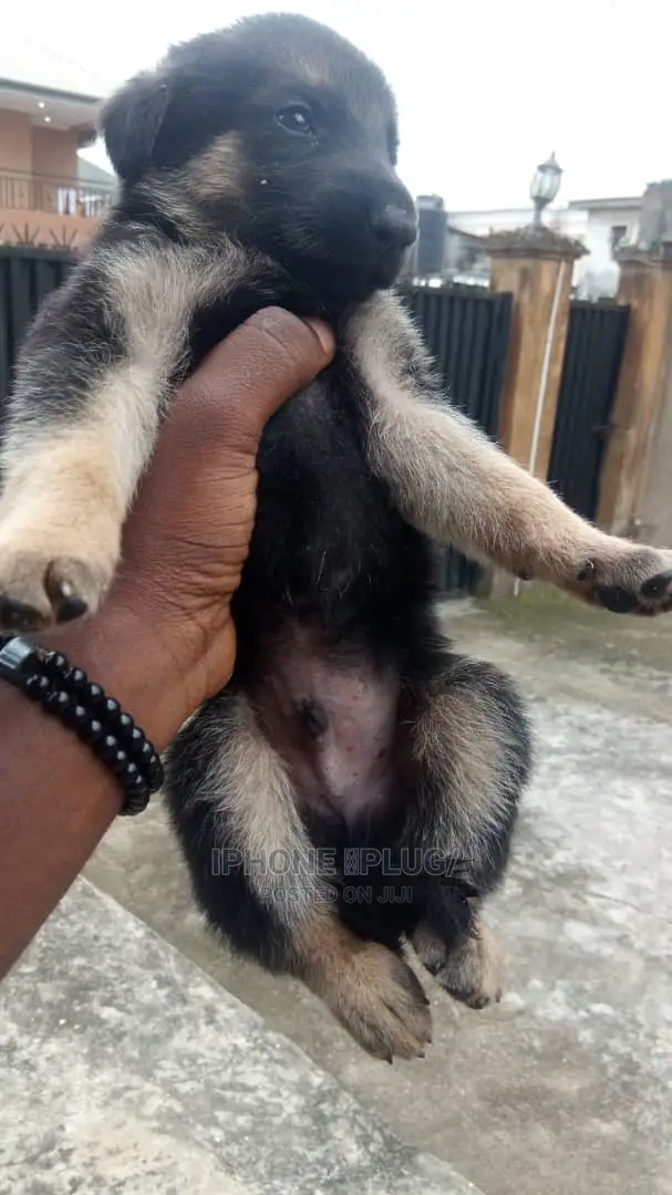 1-3 months Female Purebred German Shepherd