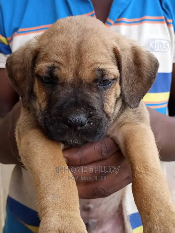 3-6 months Female Purebred Boerboel