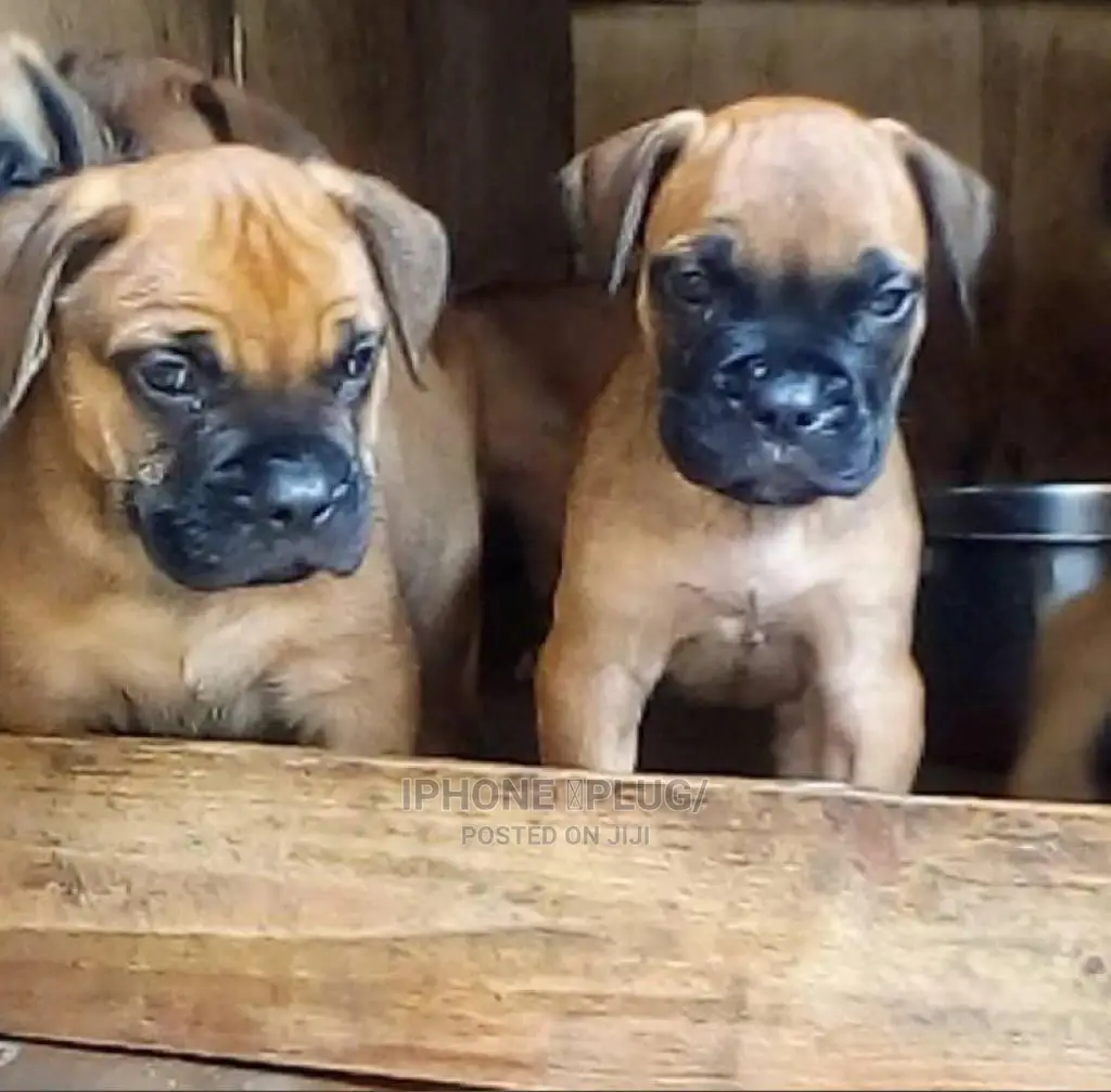1-3 months Male Purebred Boerboel