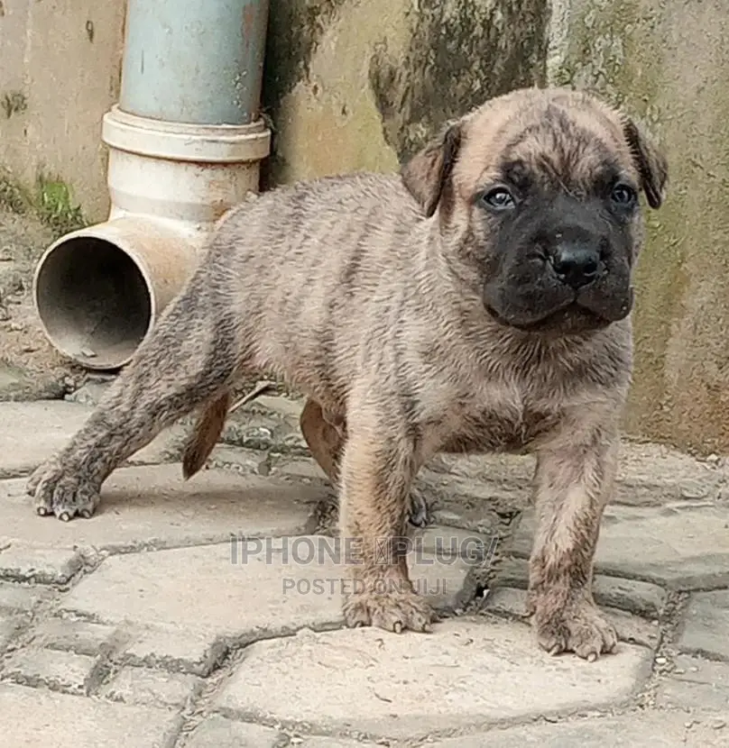 1-3 months Male Purebred Boerboel