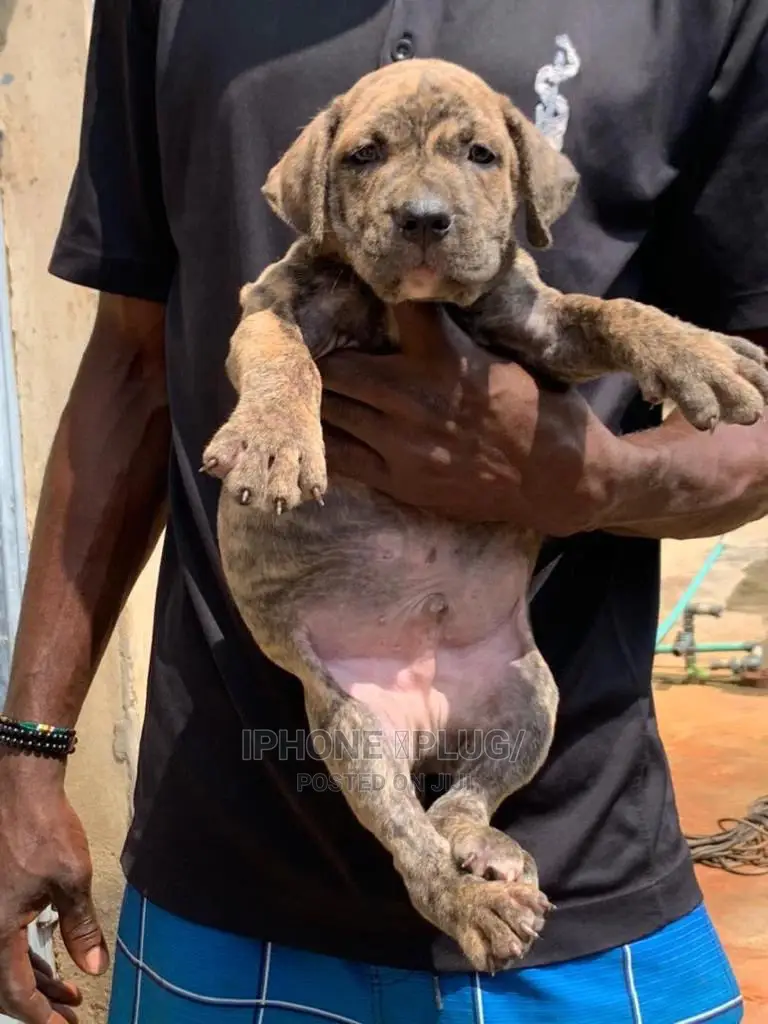 1-3 months Male Purebred Boerboel