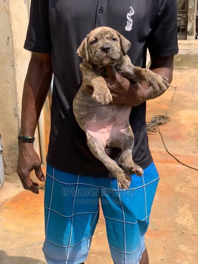 1-3 months Male Purebred Boerboel
