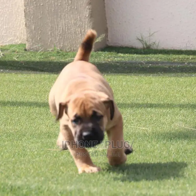 1-3 months Female Purebred Boerboel