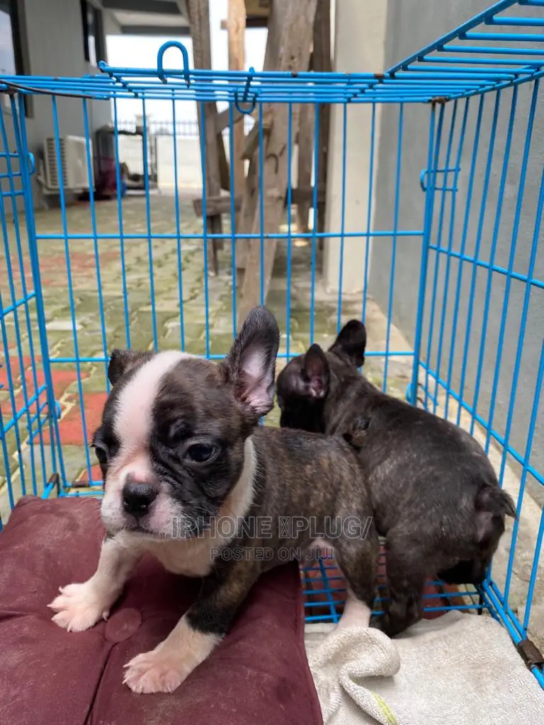 1-3 months Male Purebred French Bulldog