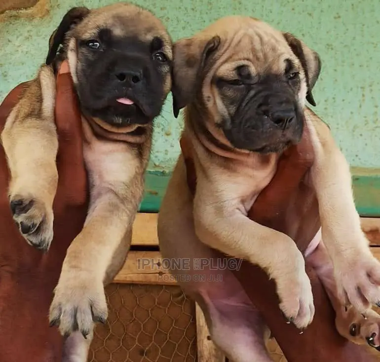 3-6 months Female Purebred Boerboel